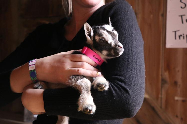 Lambing, kidding days returns this month at Eugster’s Community