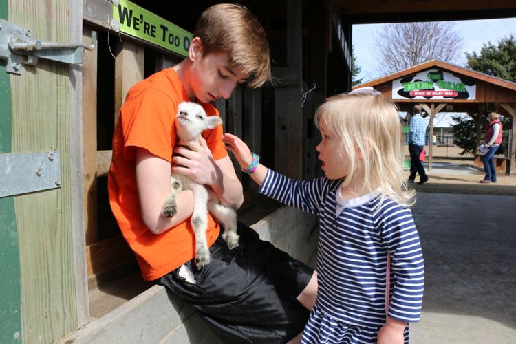 Lambing, kidding days returns this month at Eugster’s Community