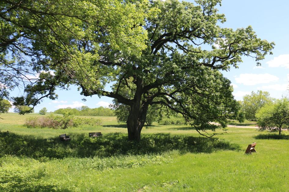 Synthesis essay example image