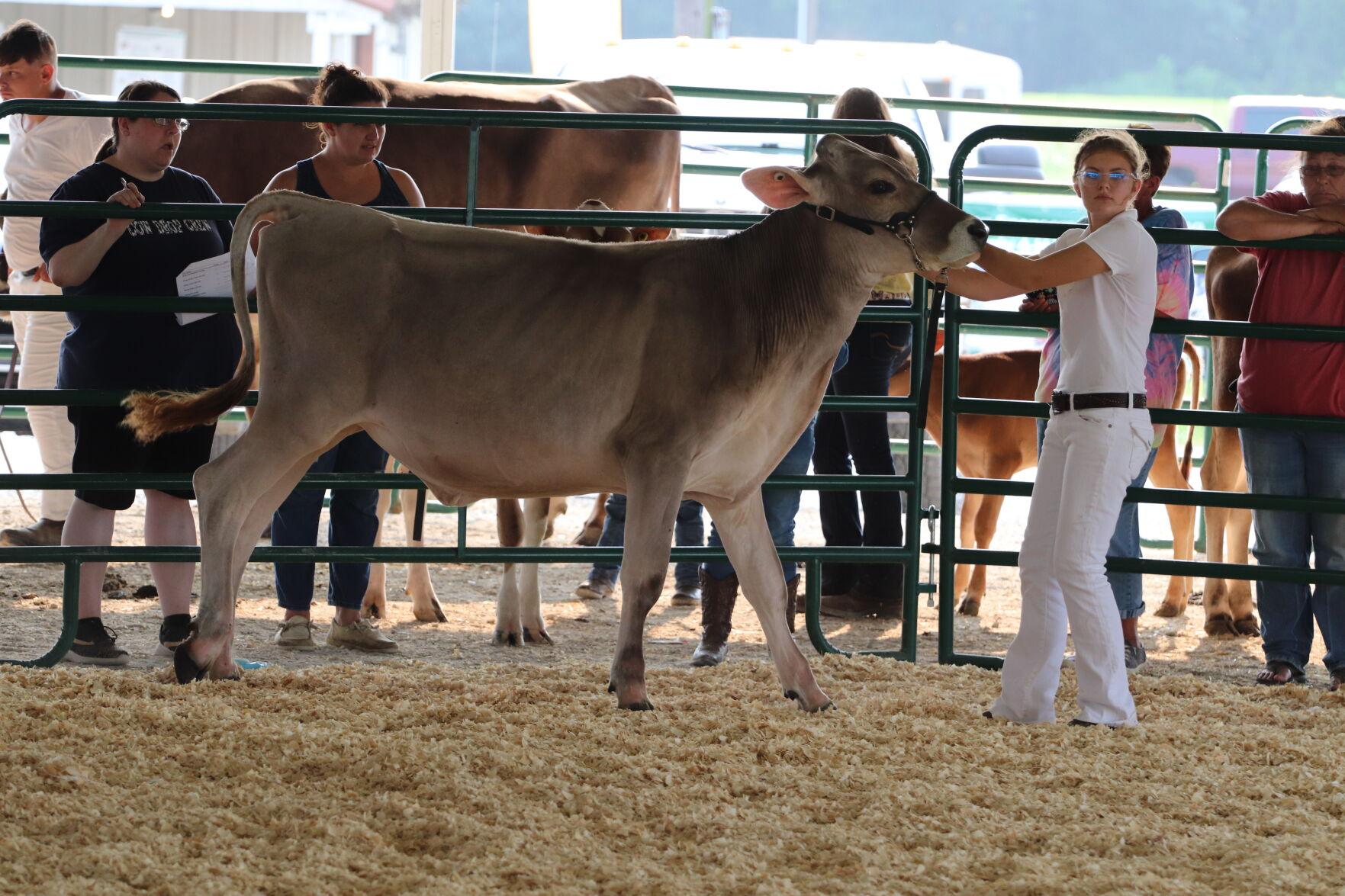 Sullivan County Fair Dairy Cattle Show News