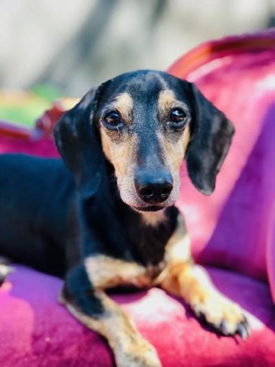 Pinellas Pet of the Week