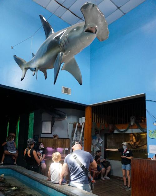 Tarpon Springs Aquarium 4 Jpg Suncoastnews Com