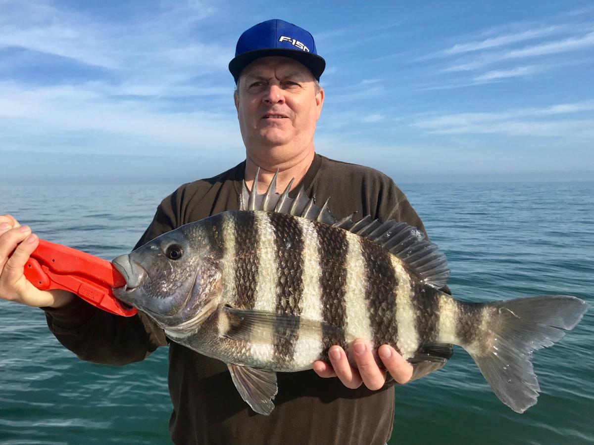The Fishin' Report: Big, offshore sheepshead don't mind the cold