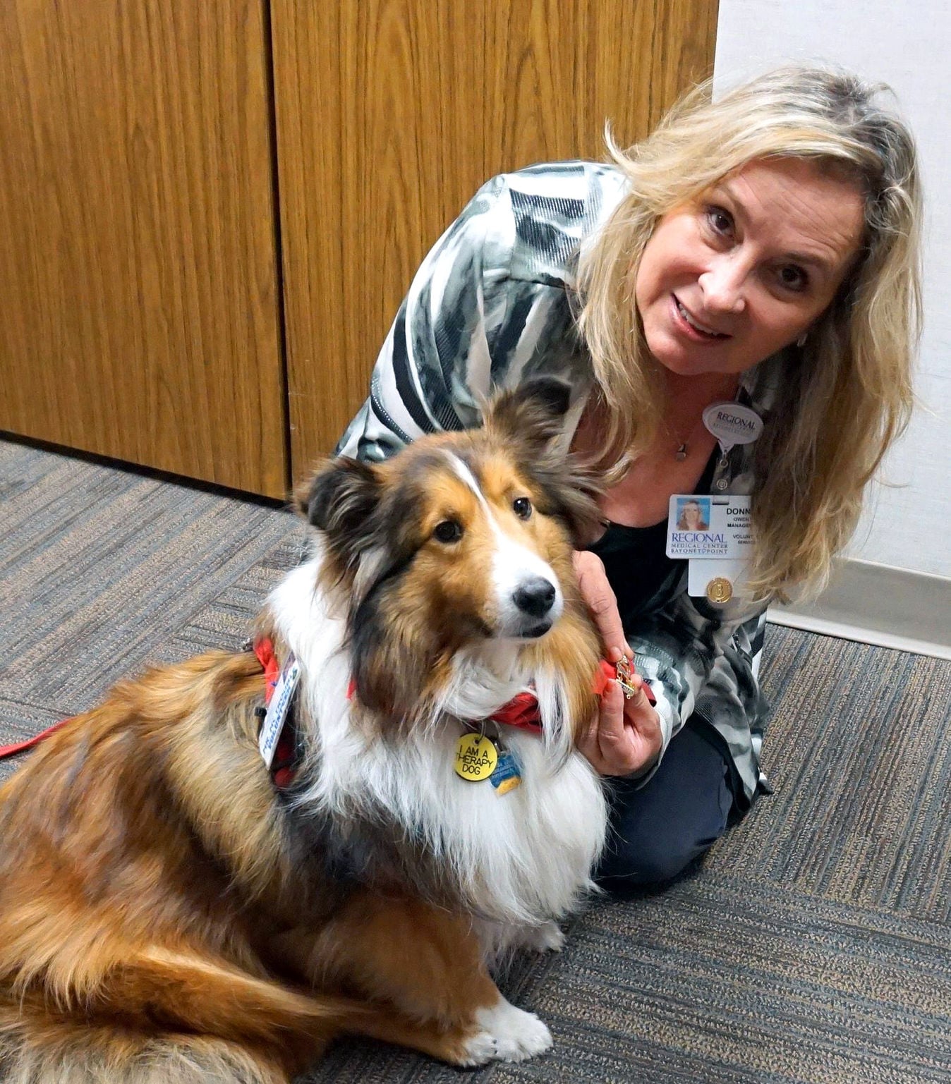 sheltie therapy dog