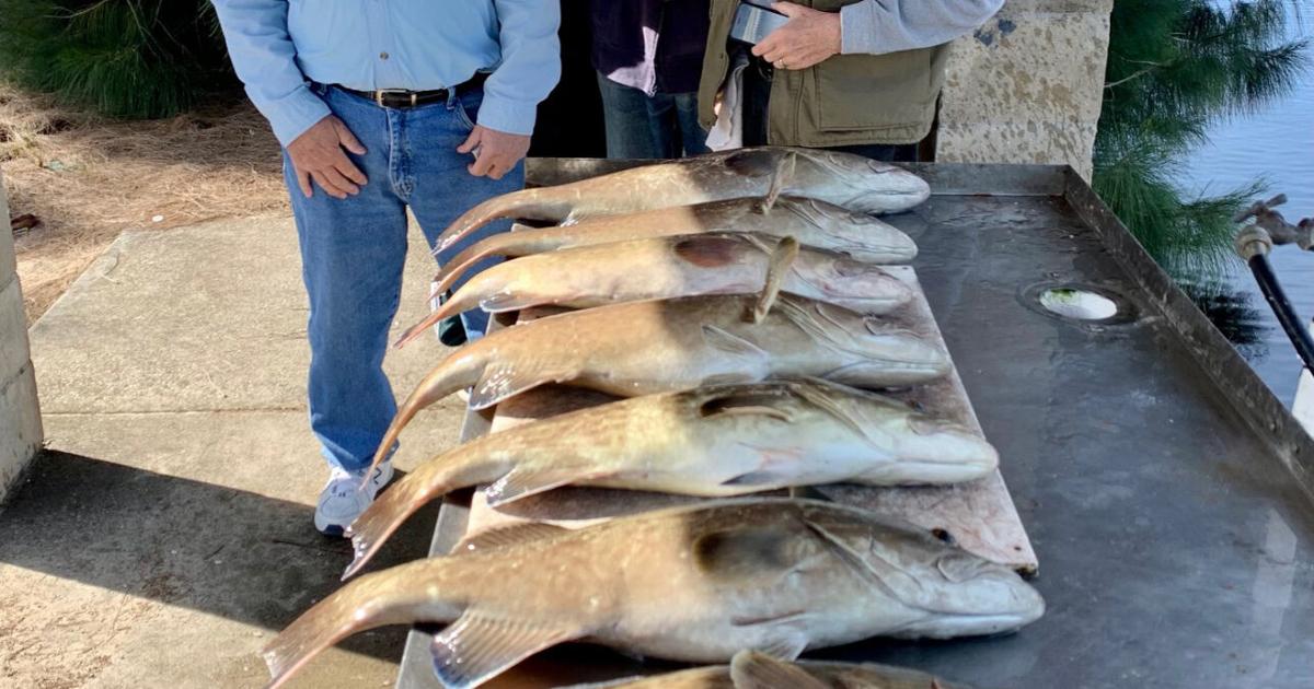 The Nature Coast Fishin' Report: Anglers having success with gag grouper - Suncoast News