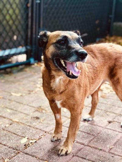 Pinellas Pet of the Week