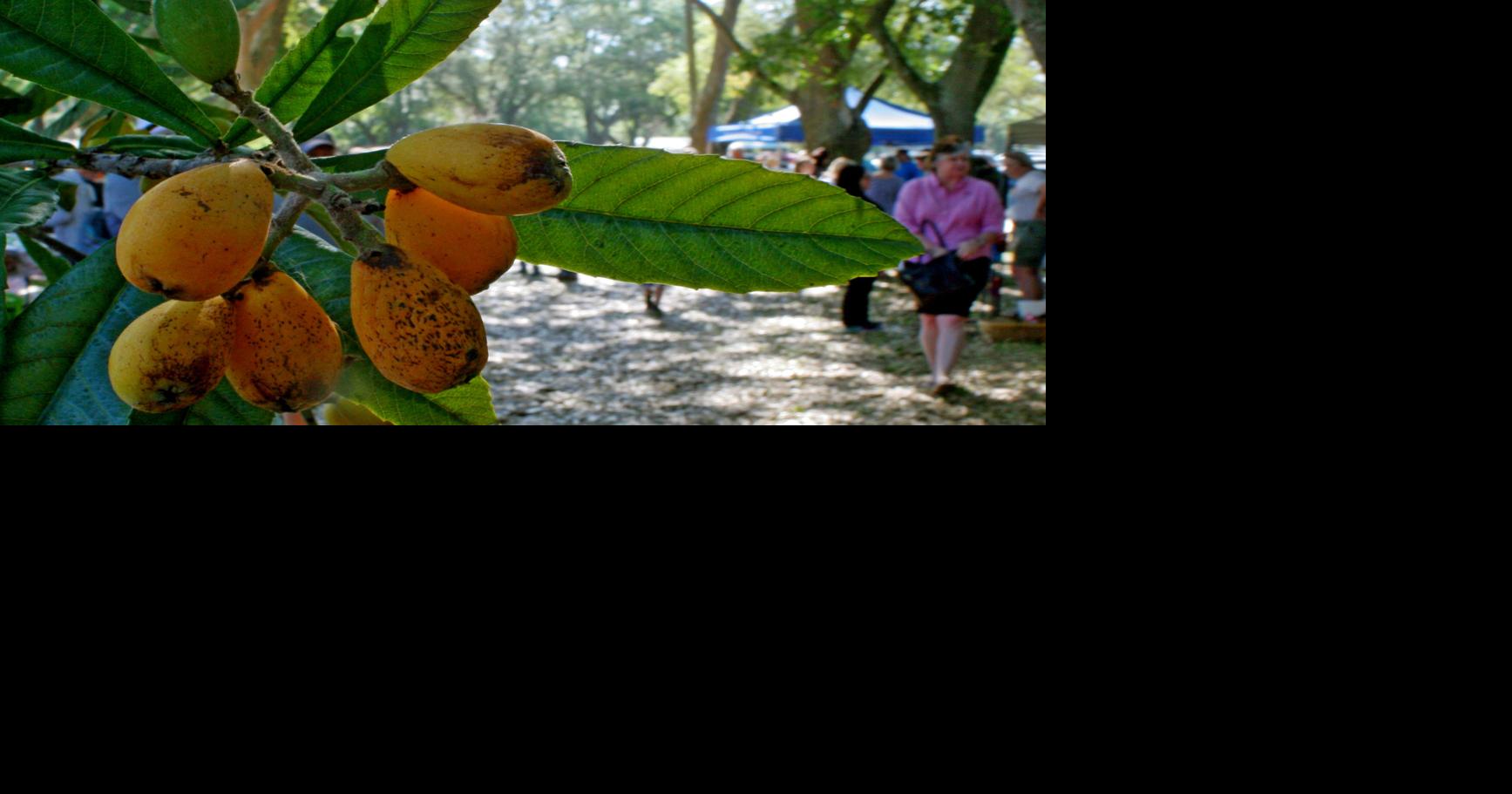Loquat Festival in NPR Multimedia