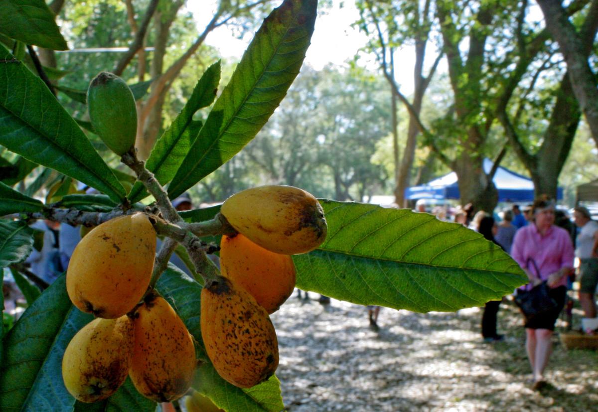 Loquat Festival in NPR Multimedia