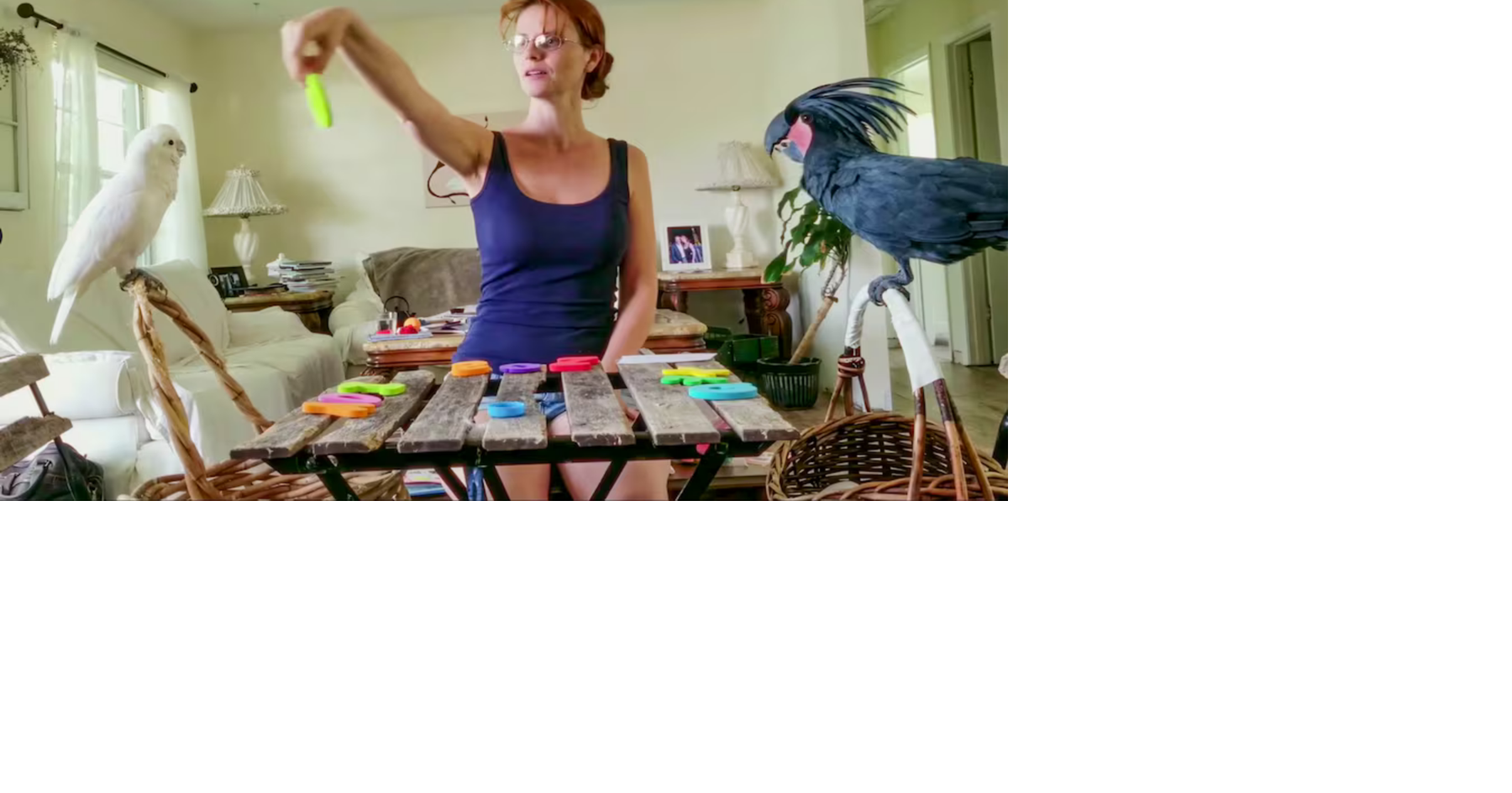 At Parrot Kindergarten, bird moms look to a famous Florida cockatoo