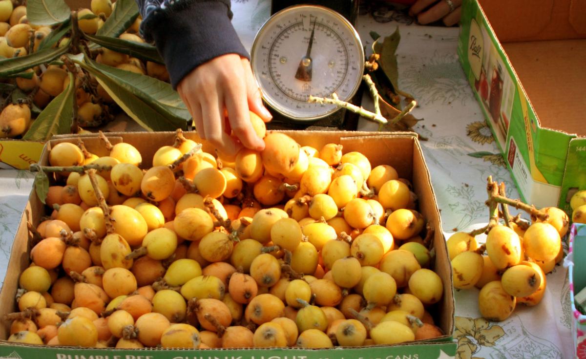 Loquat Festival in NPR Multimedia