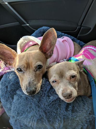 Pinellas Pet of the Week