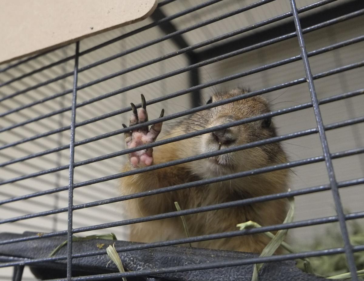 Pasco Animal Rescue Ranch Home To Everything From Prairie Dogs To Llamas News Suncoastnews Com