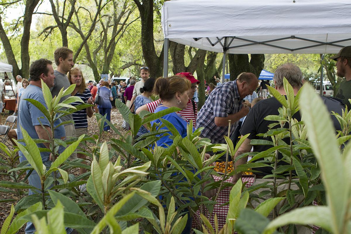 Florida Loquat Festival Is Coming Saturday News Suncoastnews Com In costa rica w/ peter kring! the suncoast news