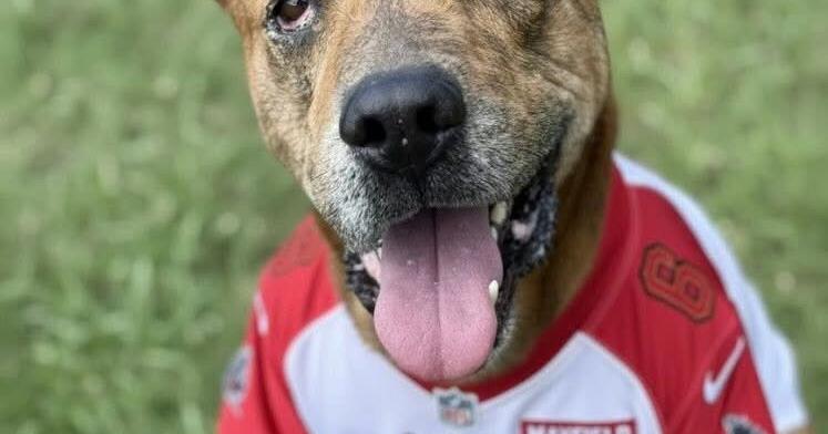 Pets of the week | Featured Content | suncoastnews.com