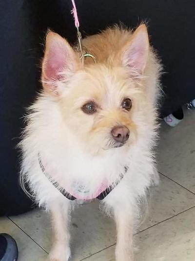 Pinellas Pet of the Week