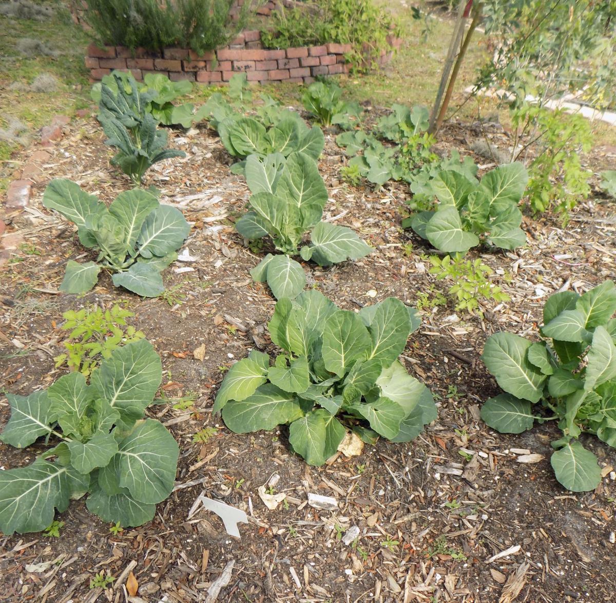 Collards Highlighted During Winter Expo In Npr Featured Content