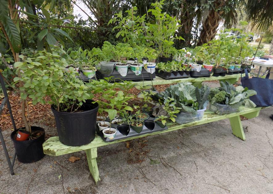 Collards Highlighted During Winter Expo In Npr Featured Content
