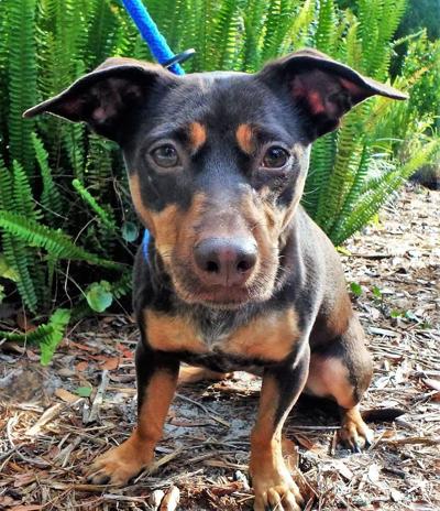 Pinellas Pet of the Week