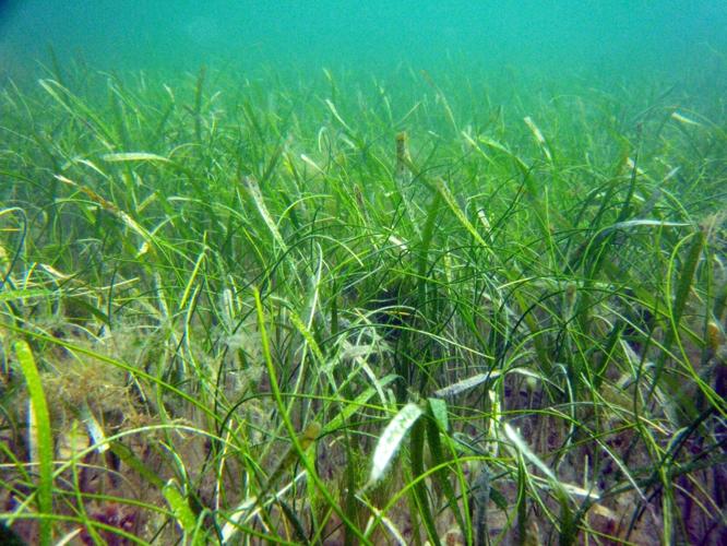Thal and Syringodium sea grass