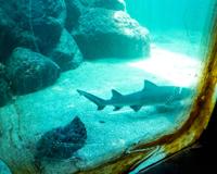 Tarpon Springs Aquarium-6.jpg