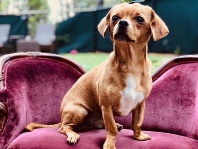 Pinellas Pet of the Week