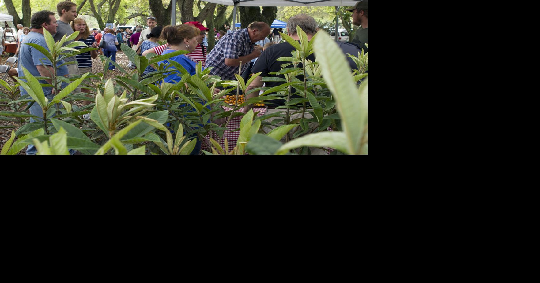 Florida Loquat Festival Saturday in NPR News