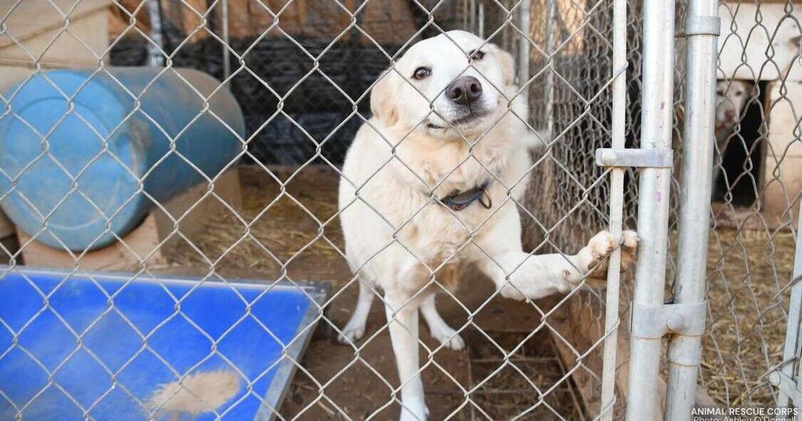 Heroic Rescue: 51 Dogs Saved from Shelter Neglect in Arkansas
