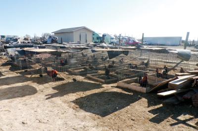 Cockfighting Ring Discovered Man Arrested News Sunnysidesun Com