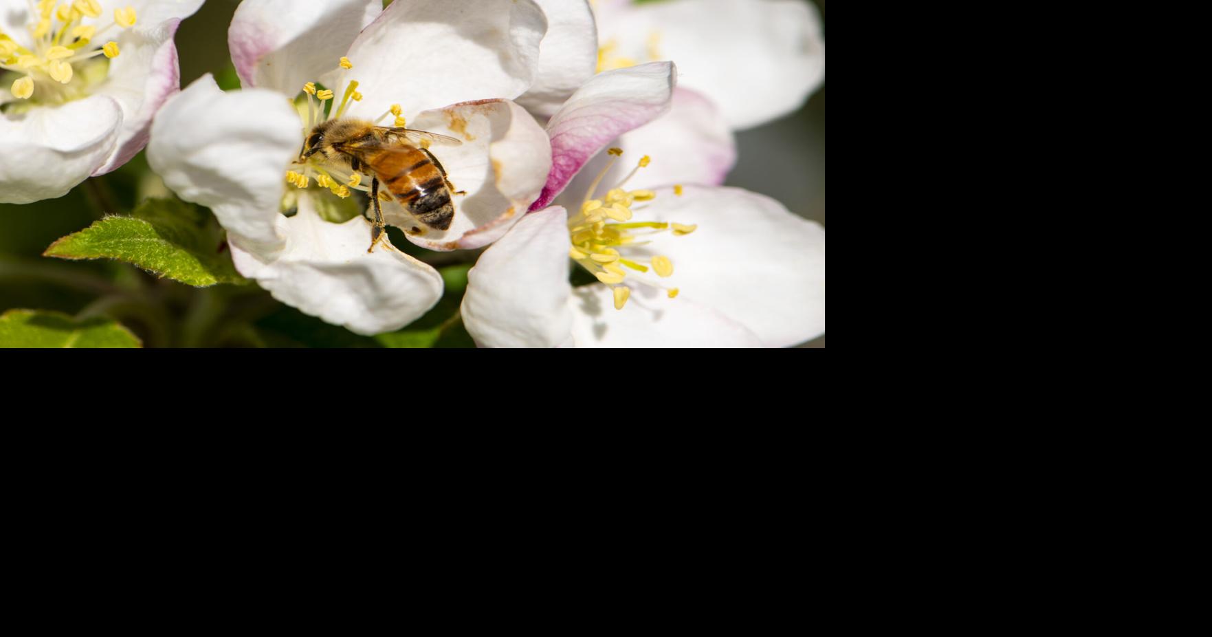 Spring in Prosser | Community | sunnysidesun.com