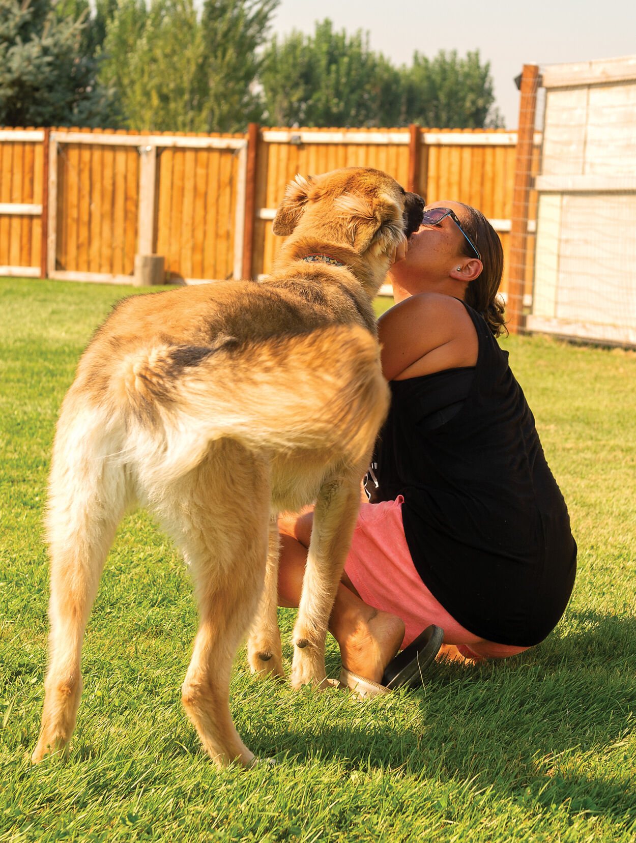 sunnyside dog rescue