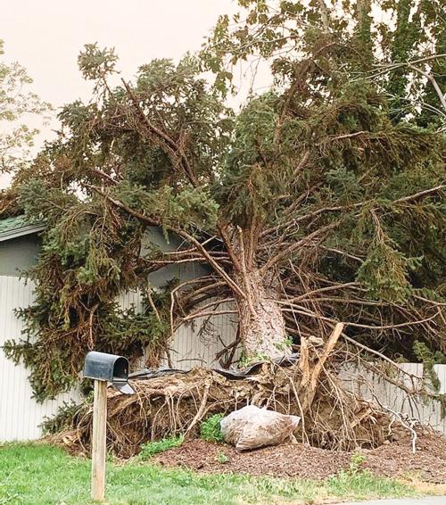 UPROOTED BY SEVERE WINDSTORM
