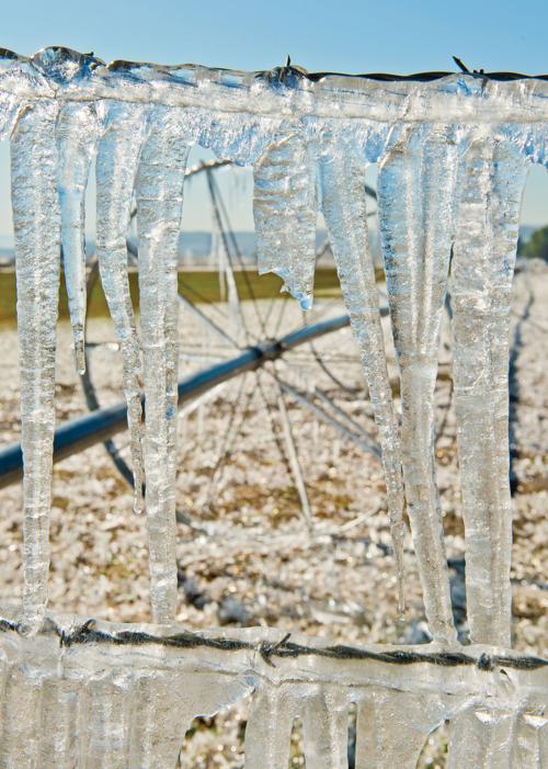 Early icicles