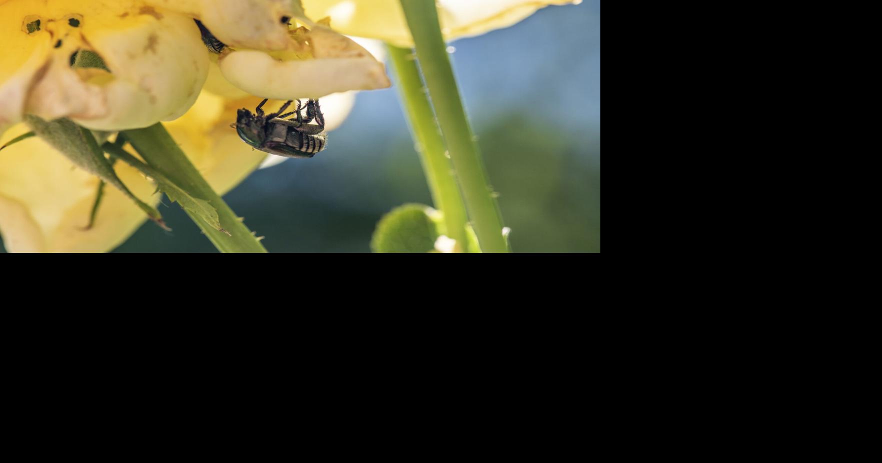 Free yard waste drop-off offered to slow spread of Japanese beetle