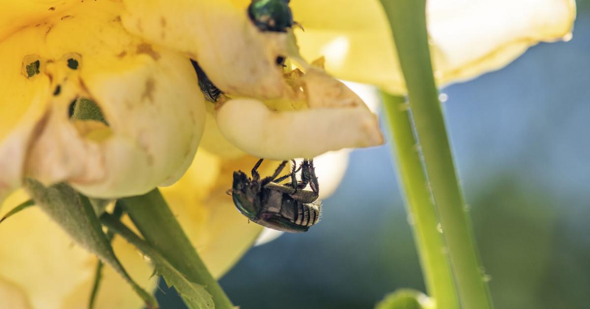 Free yard waste drop-off offered to slow spread of Japanese beetle