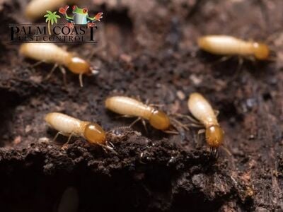 Palm Coast Pest Control Outlines Critical Termite Prevention Strategies ...
