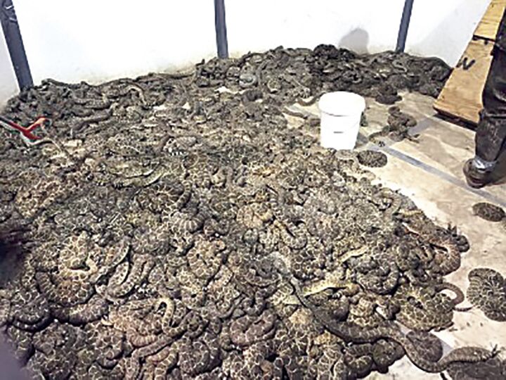 Sweetwater Getting Ready to Snake, Rattle and Roll for 66th Rattlesnake ...