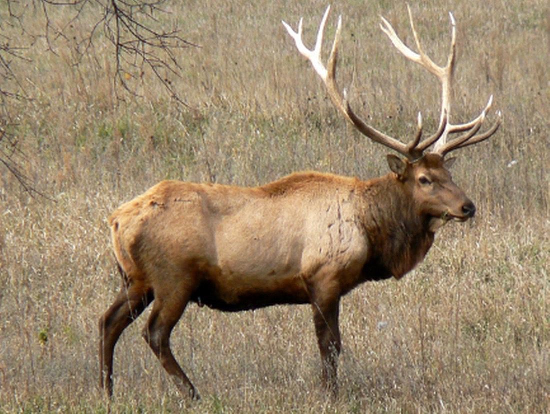 Another year of successful elk hunts up north Shakopee Sports
