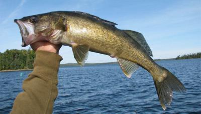 Open water fishing regulations for walleye are set for Mille Lacs, Savage  Sports
