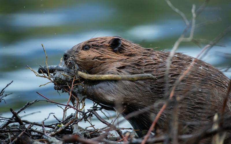Busy Dam Beavers - dark | Pet Mat