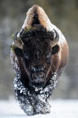 Outdoors: Where the bison (not buffalo) roam | Chanhassen Opinion |  