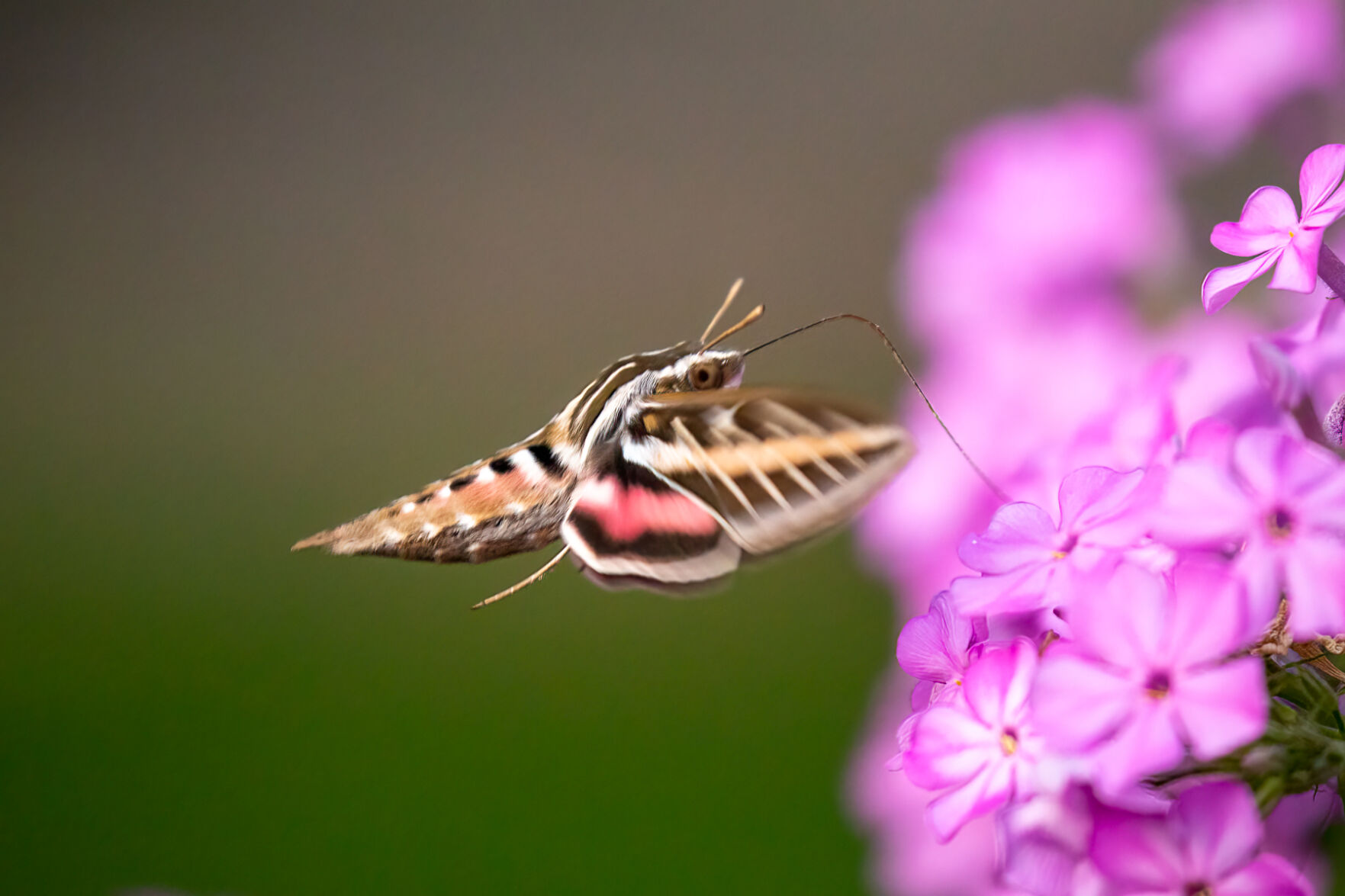 pellucid hawk moth vs humming bird