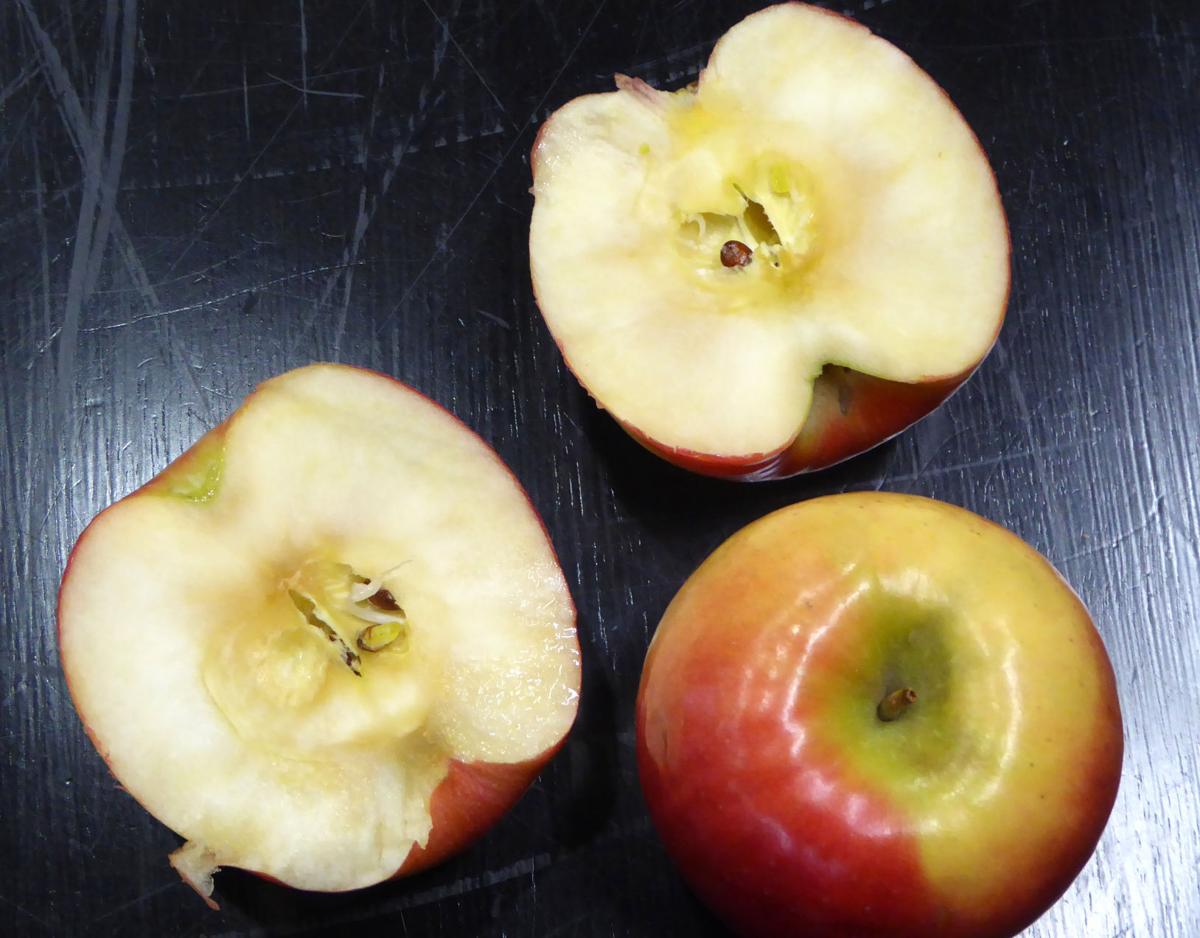 U of M researchers find the 'parents' of the Honeycrisp apple