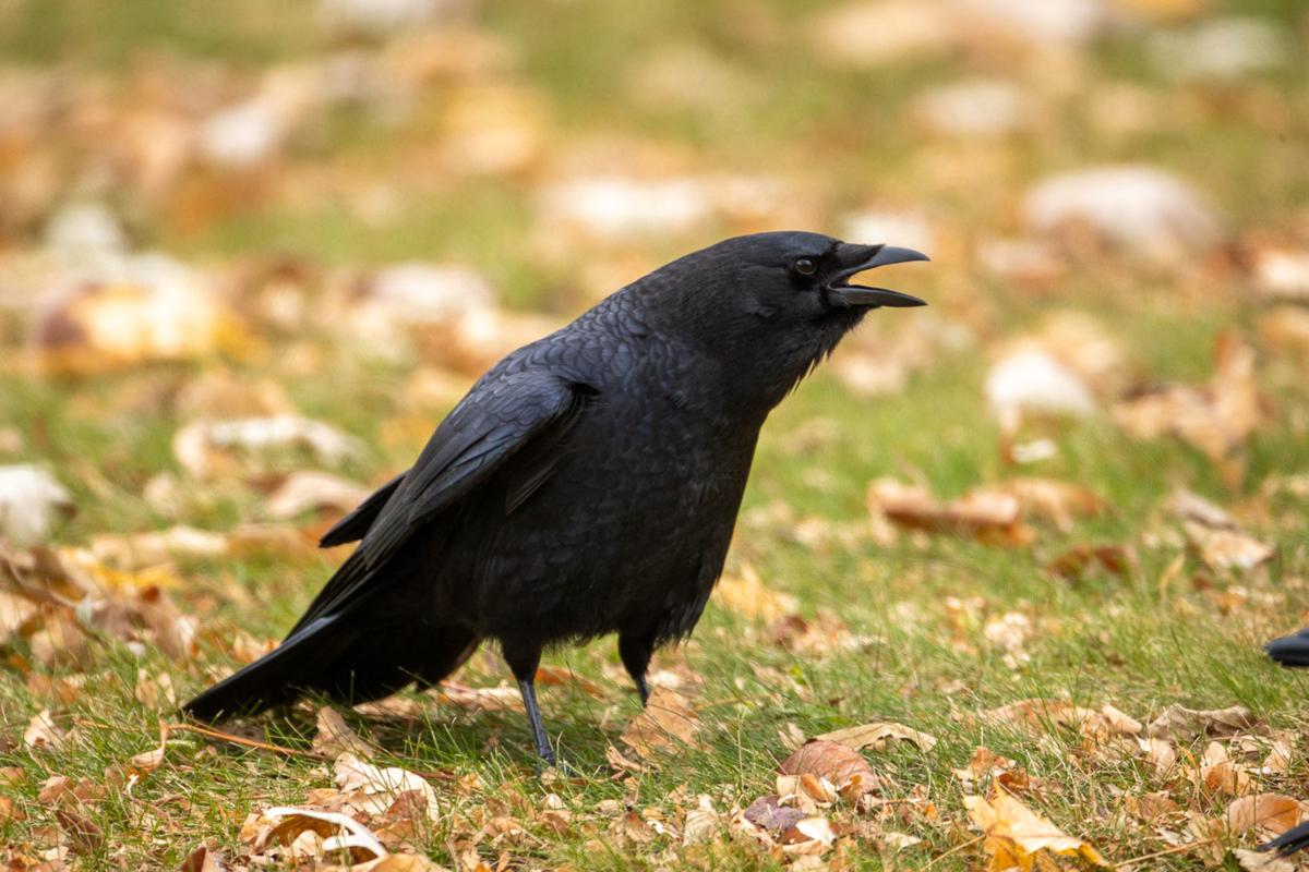 The crow is one smart bird | Chanhassen Opinion 