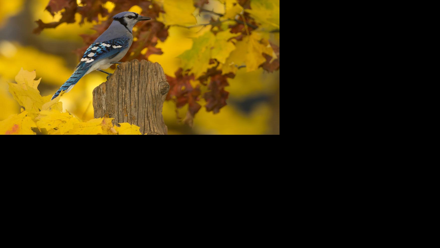 Blue Jays Are Among The Smartest Birds Chanhassen Opinion Swnewsmedia Com