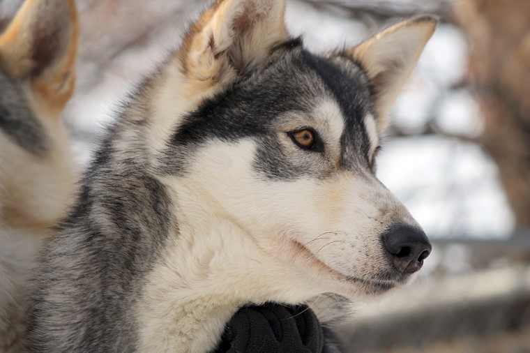 Points unknown sales dog sledding