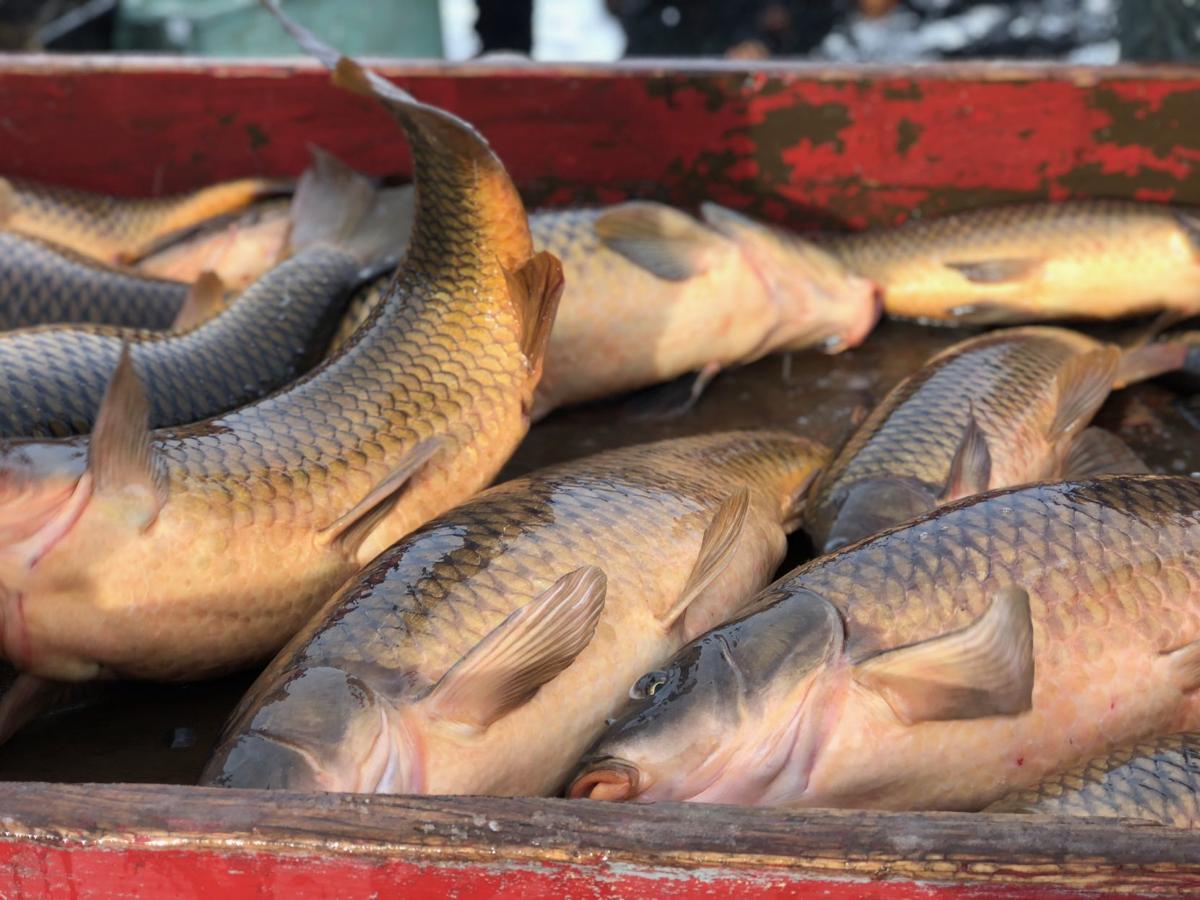Innovative search for invasive carp continues on Mississippi River