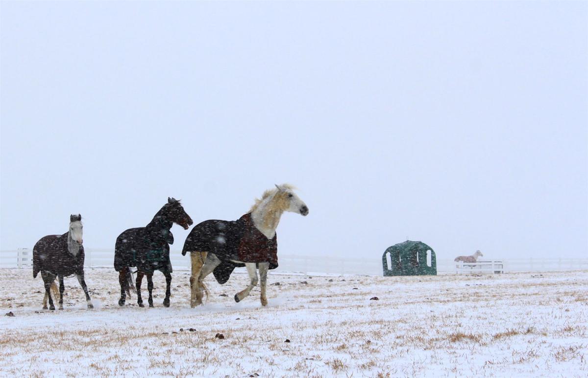 Jordan Equestrian Center To Be Completed This Spring Jordan News