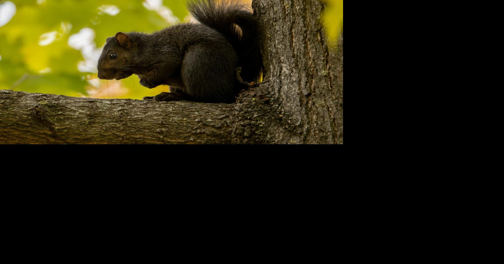 Eastern gray squirrel has a dark side (black-morph) | Eden Prairie ...