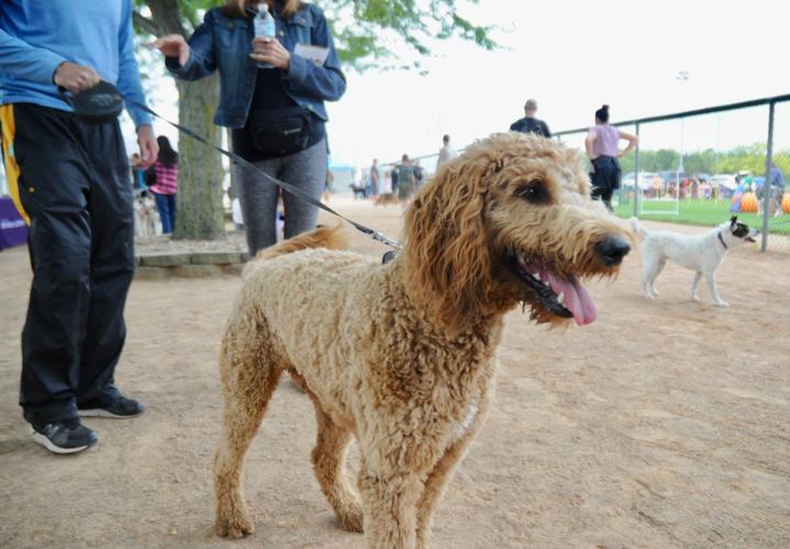 Bark In The Park  Shakopee Chamber Of Commerce