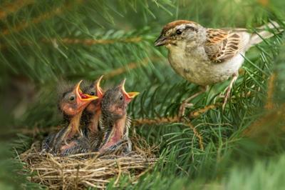 Nature Smart Chipping Sparrows Spread Their Continental Wings Savage News Swnewsmedia Com